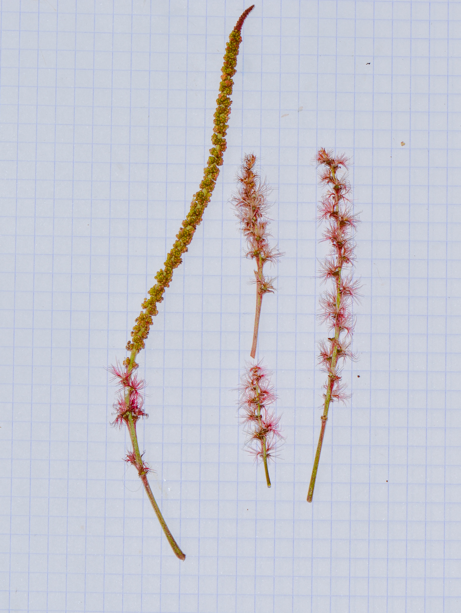 Image of Acalypha wilkesiana specimen.