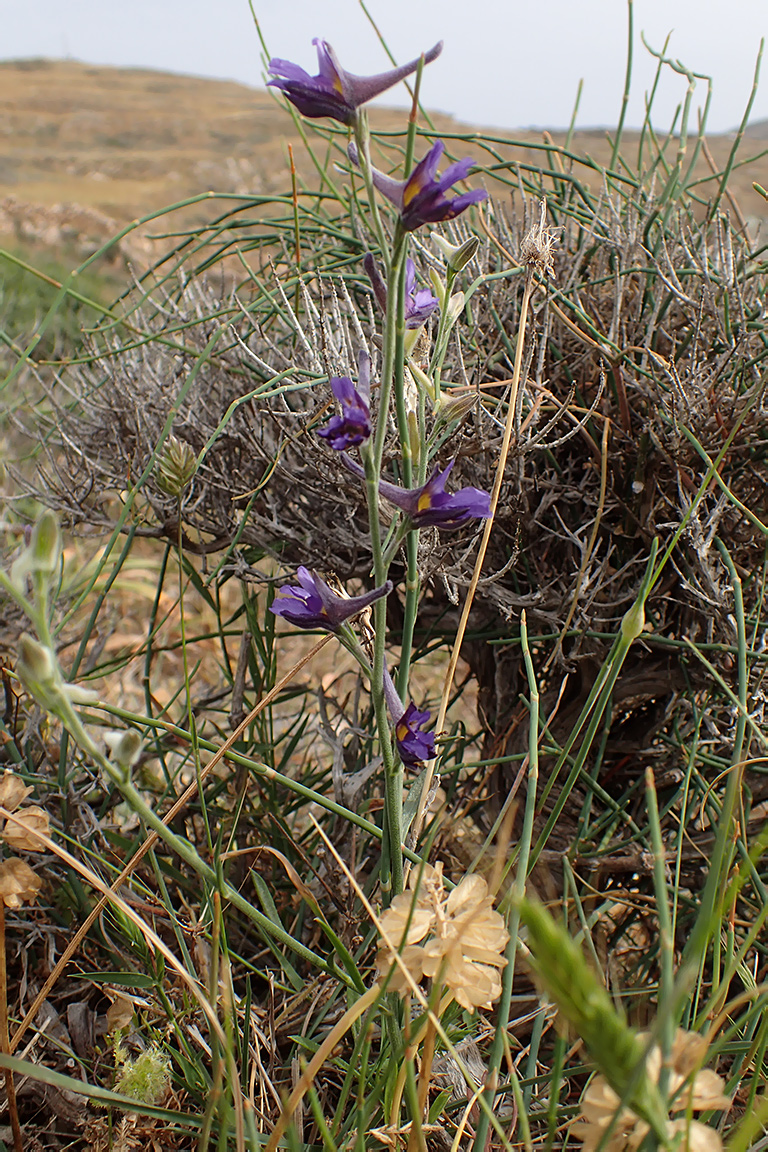 Изображение особи Delphinium peregrinum.