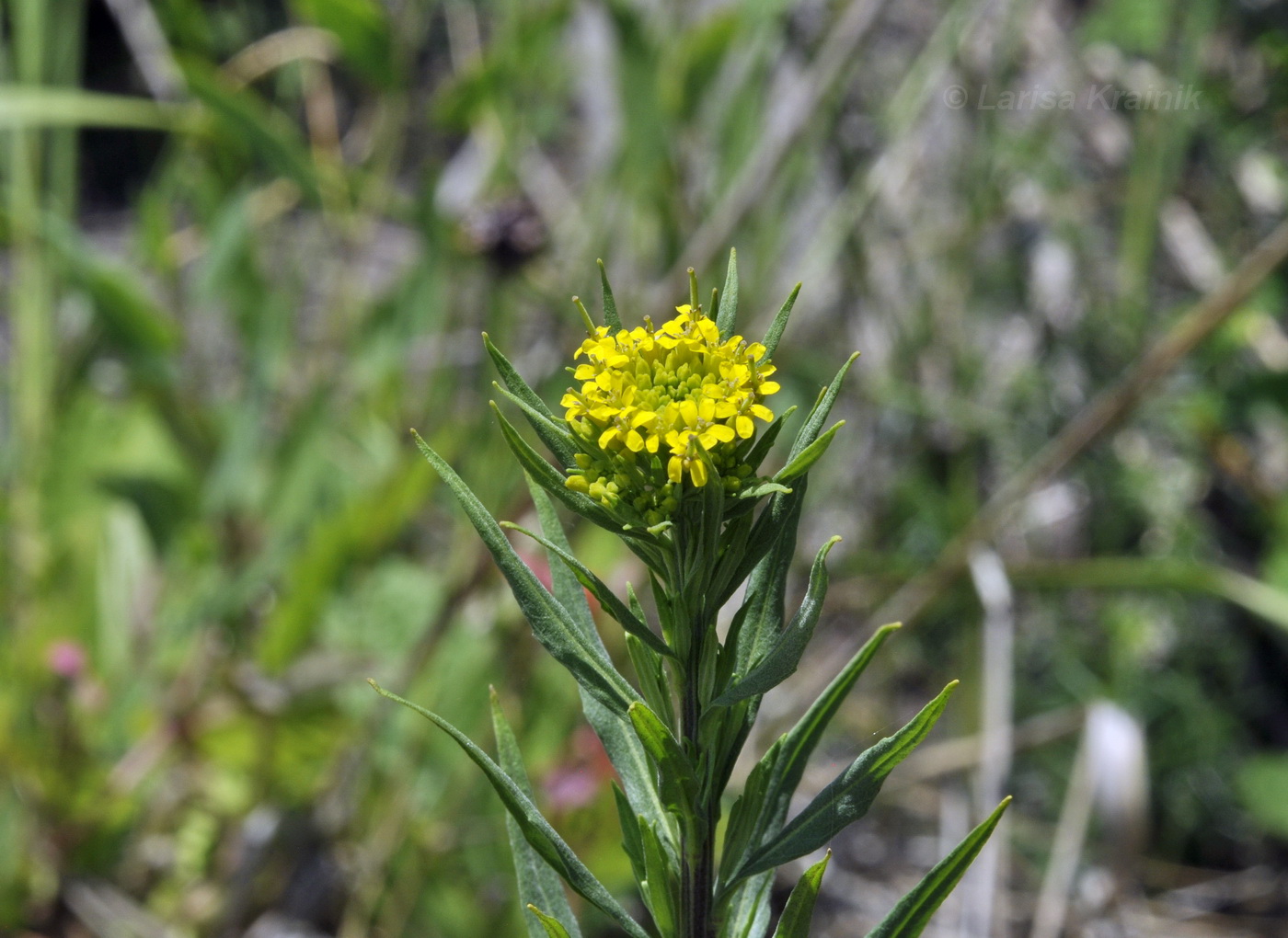 Image of Erysimum cheiranthoides specimen.