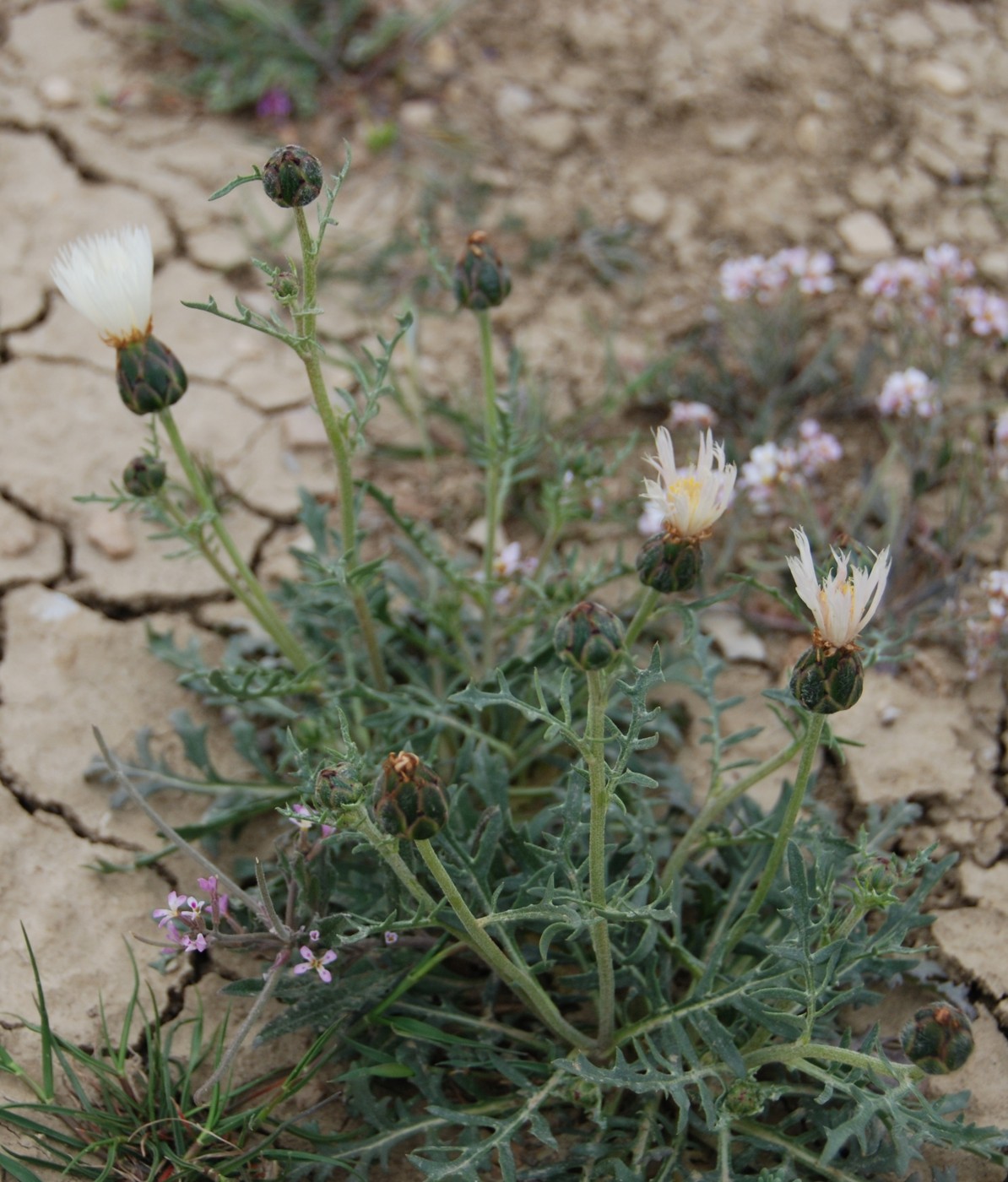 Image of Rhaponticoides razdorskyi specimen.