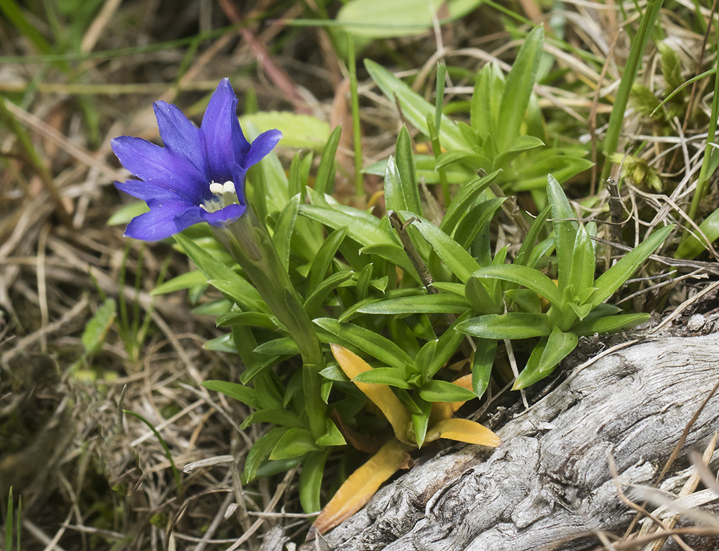 Image of Gentiana dshimilensis specimen.