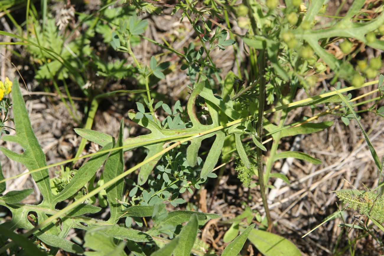 Изображение особи Centaurea scabiosa.