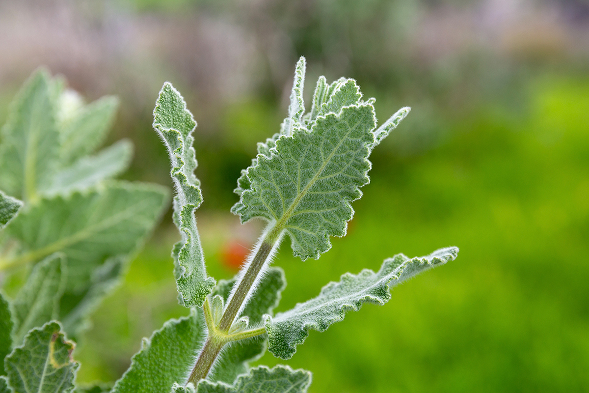 Изображение особи Salvia dominica.