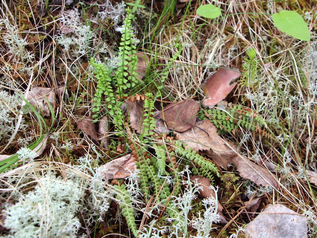 Изображение особи Asplenium viride.