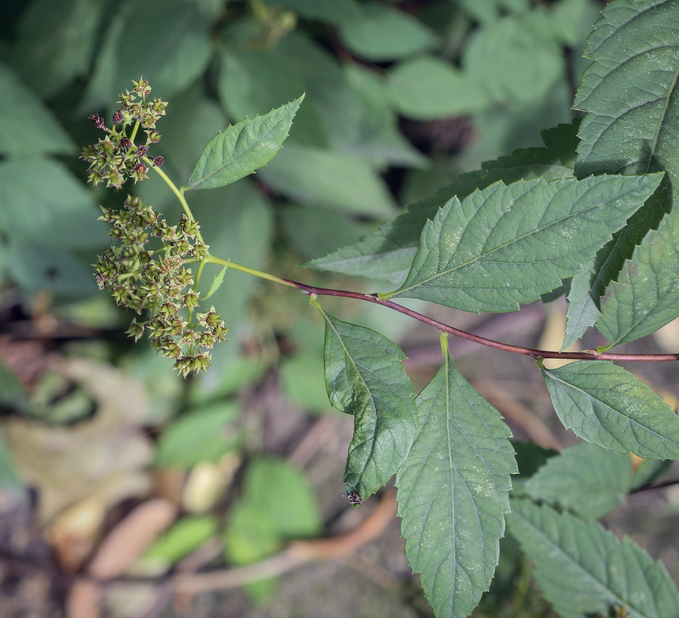 Image of genus Spiraea specimen.