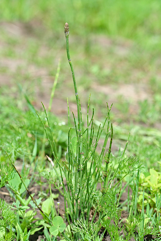 Image of Equisetum palustre specimen.