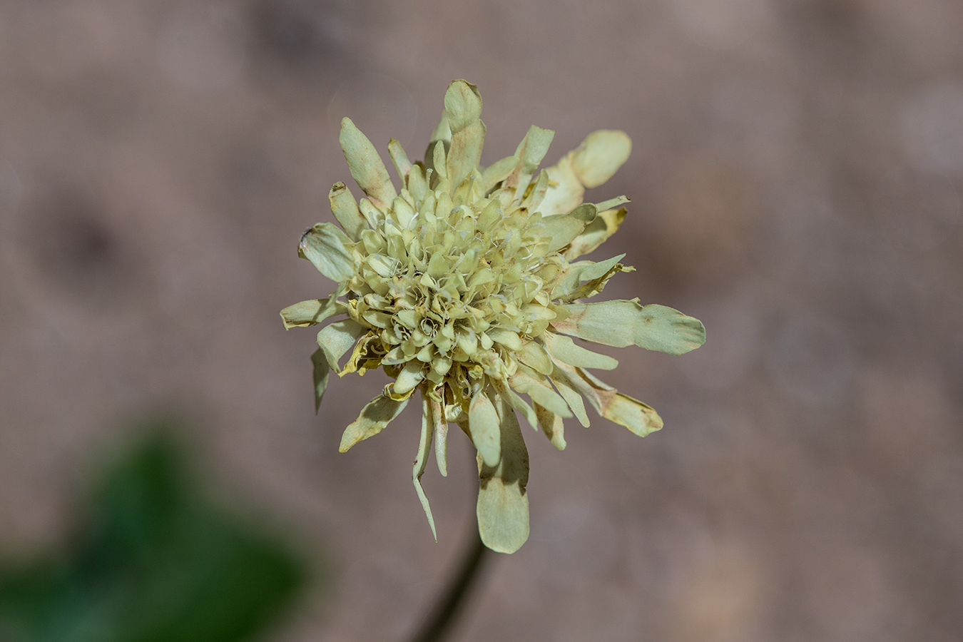 Image of Cephalaria dagestanica specimen.