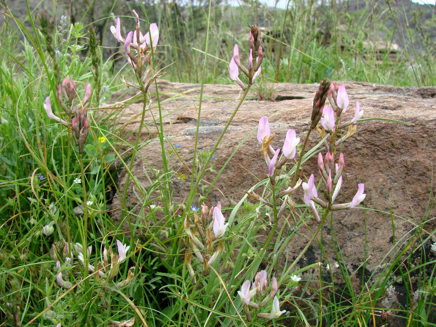 Изображение особи Astragalus sogdianus.