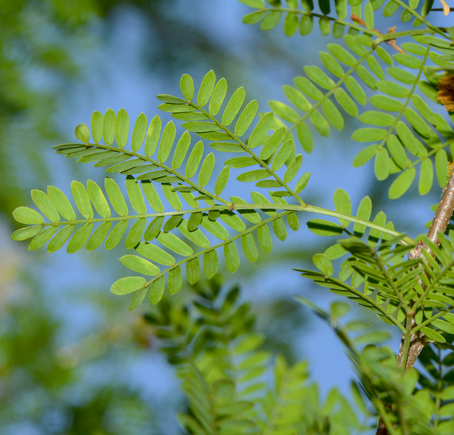 Изображение особи семейство Fabaceae.