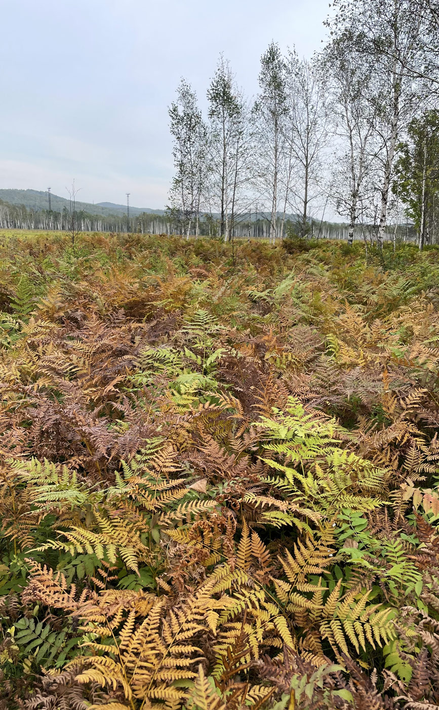 Image of Pteridium japonicum specimen.