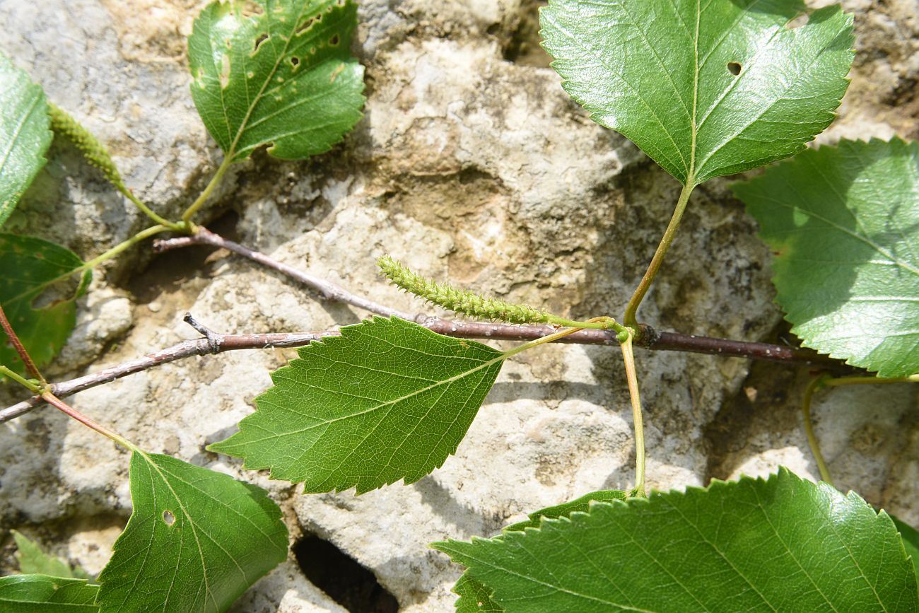 Image of Betula pendula specimen.