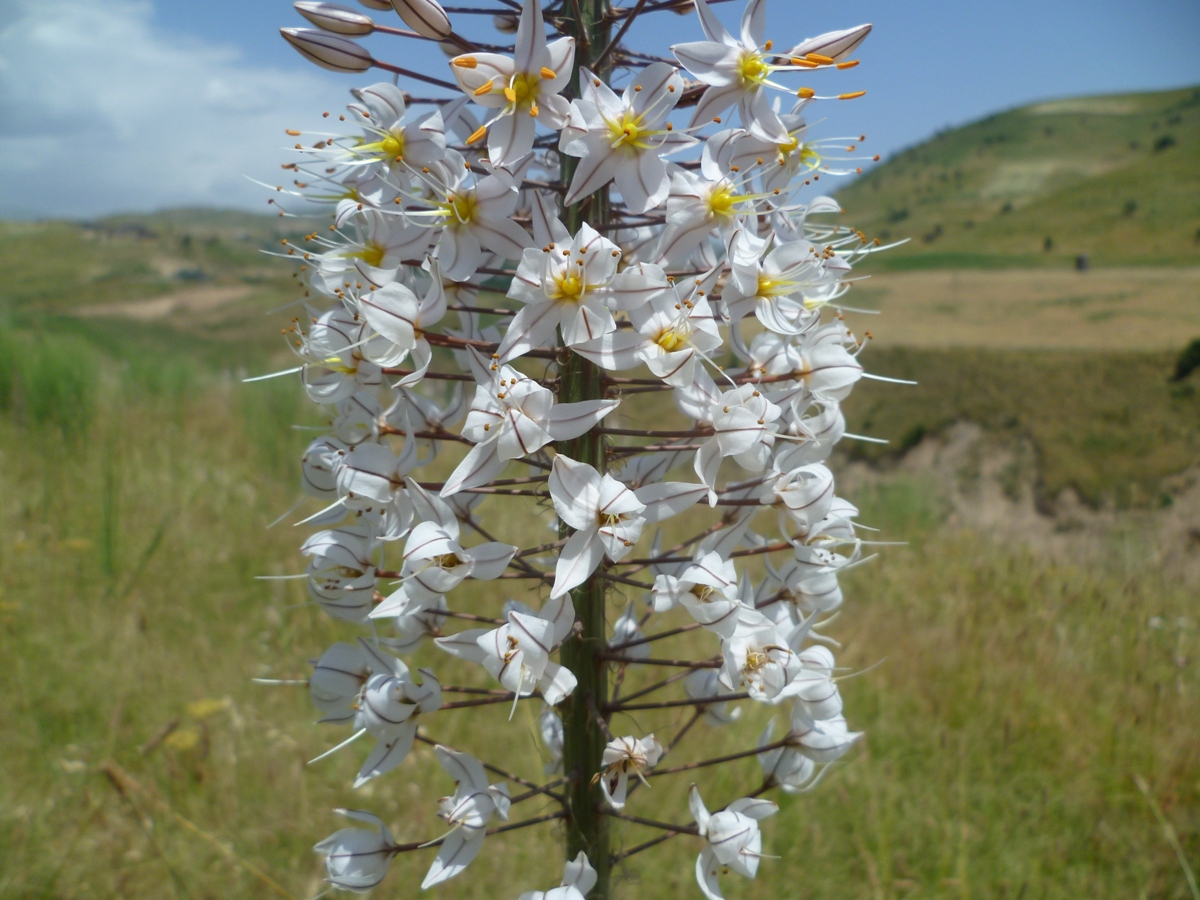 Image of Eremurus olgae specimen.