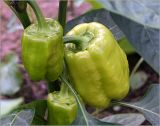 Capsicum annuum