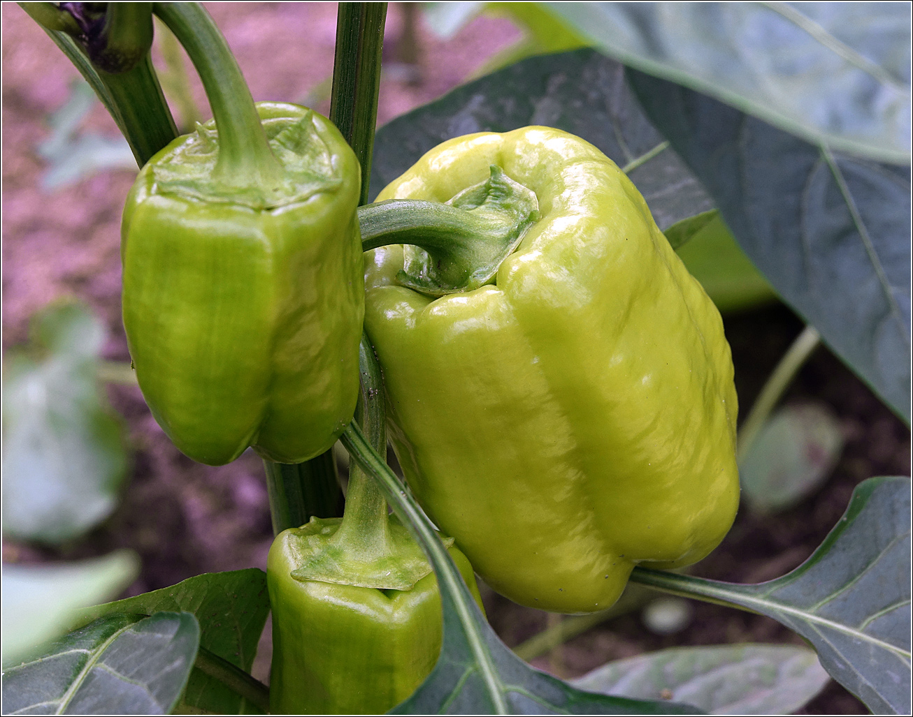 Image of Capsicum annuum specimen.