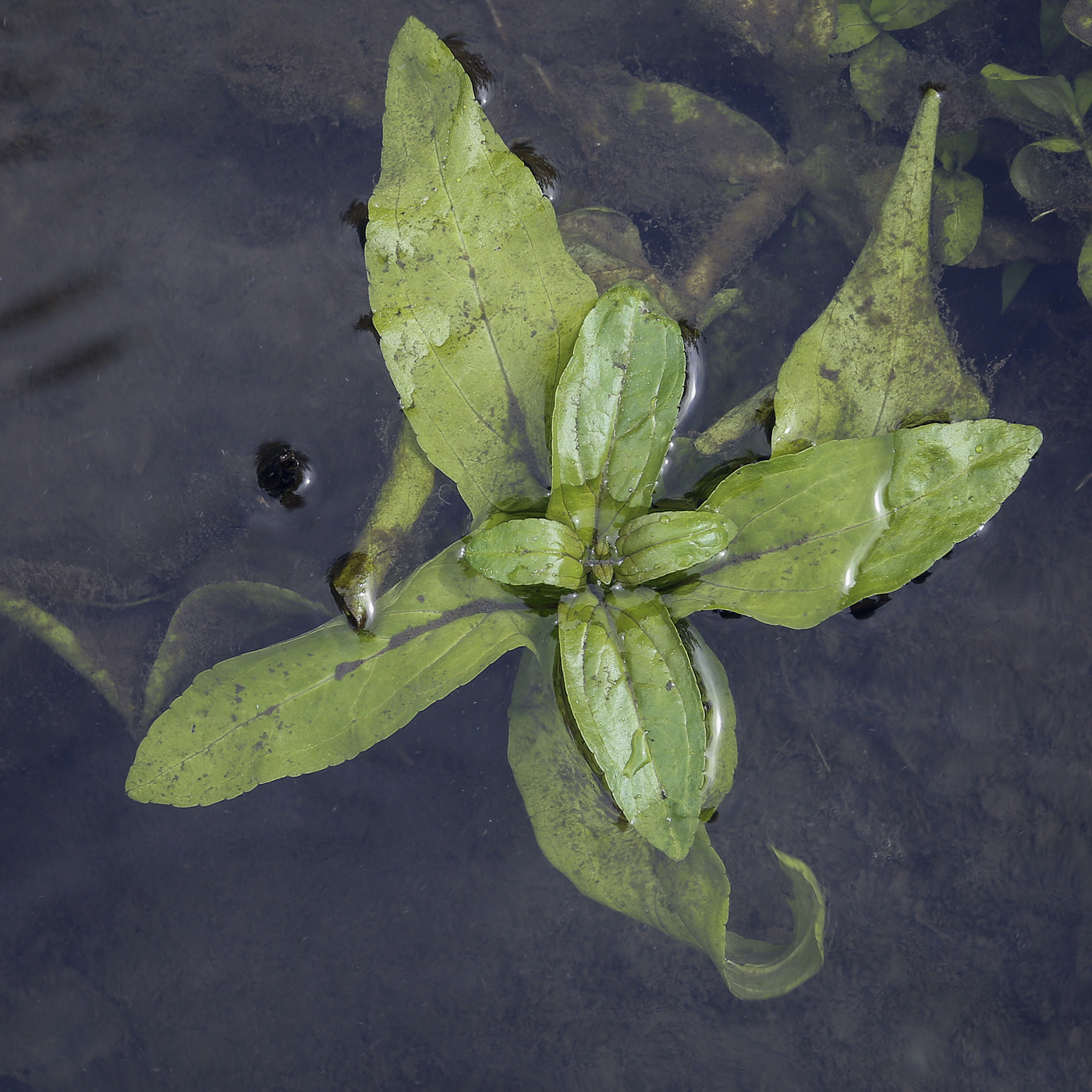 Image of Veronica anagallis-aquatica specimen.