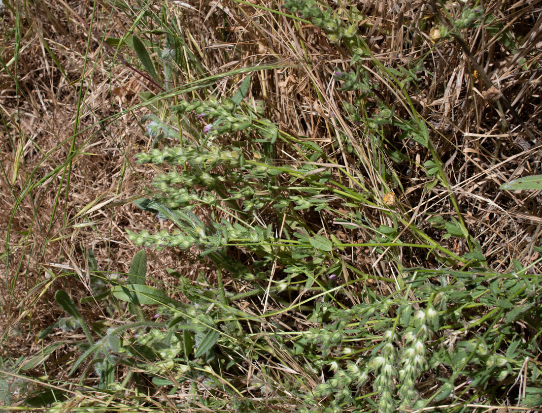 Image of Ononis serrata specimen.