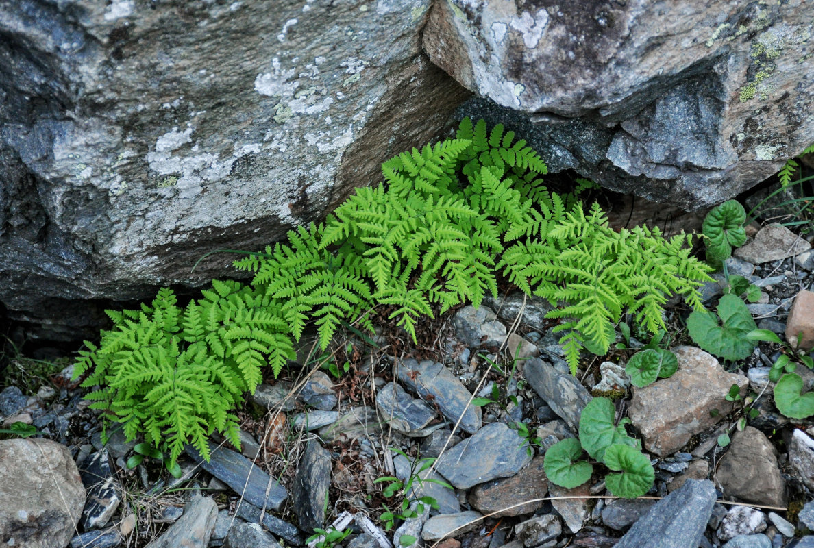 Изображение особи Gymnocarpium dryopteris.