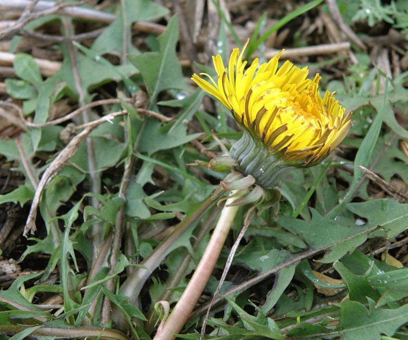 Изображение особи род Taraxacum.