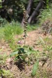 Epipactis helleborine. Цветущее растение. Крым, окр. Ялты, ущ. Уч-Кош. 06.07.2022.