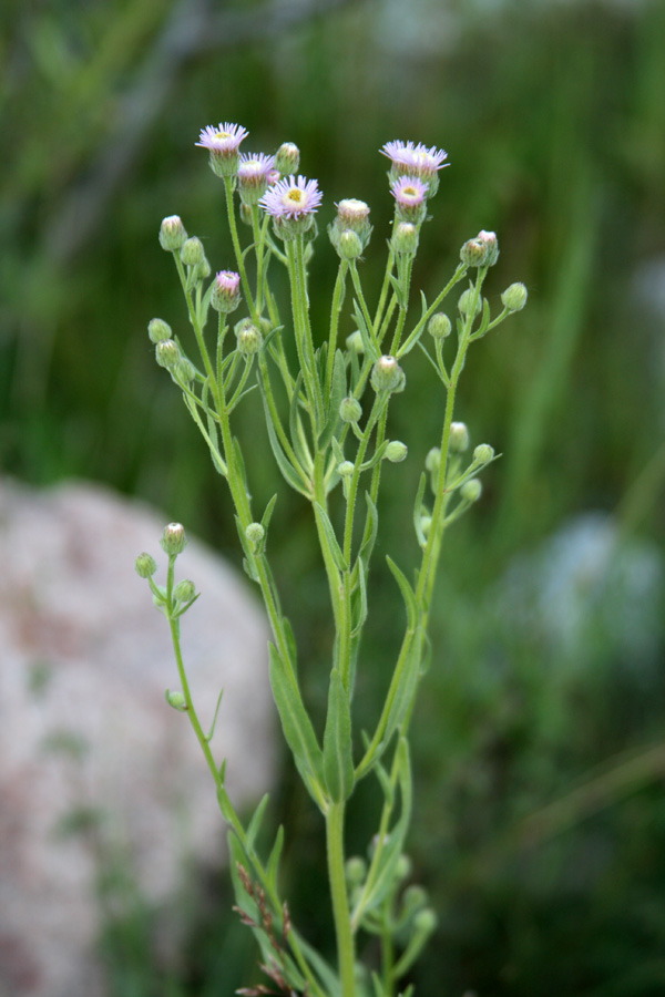 Image of Erigeron acris specimen.