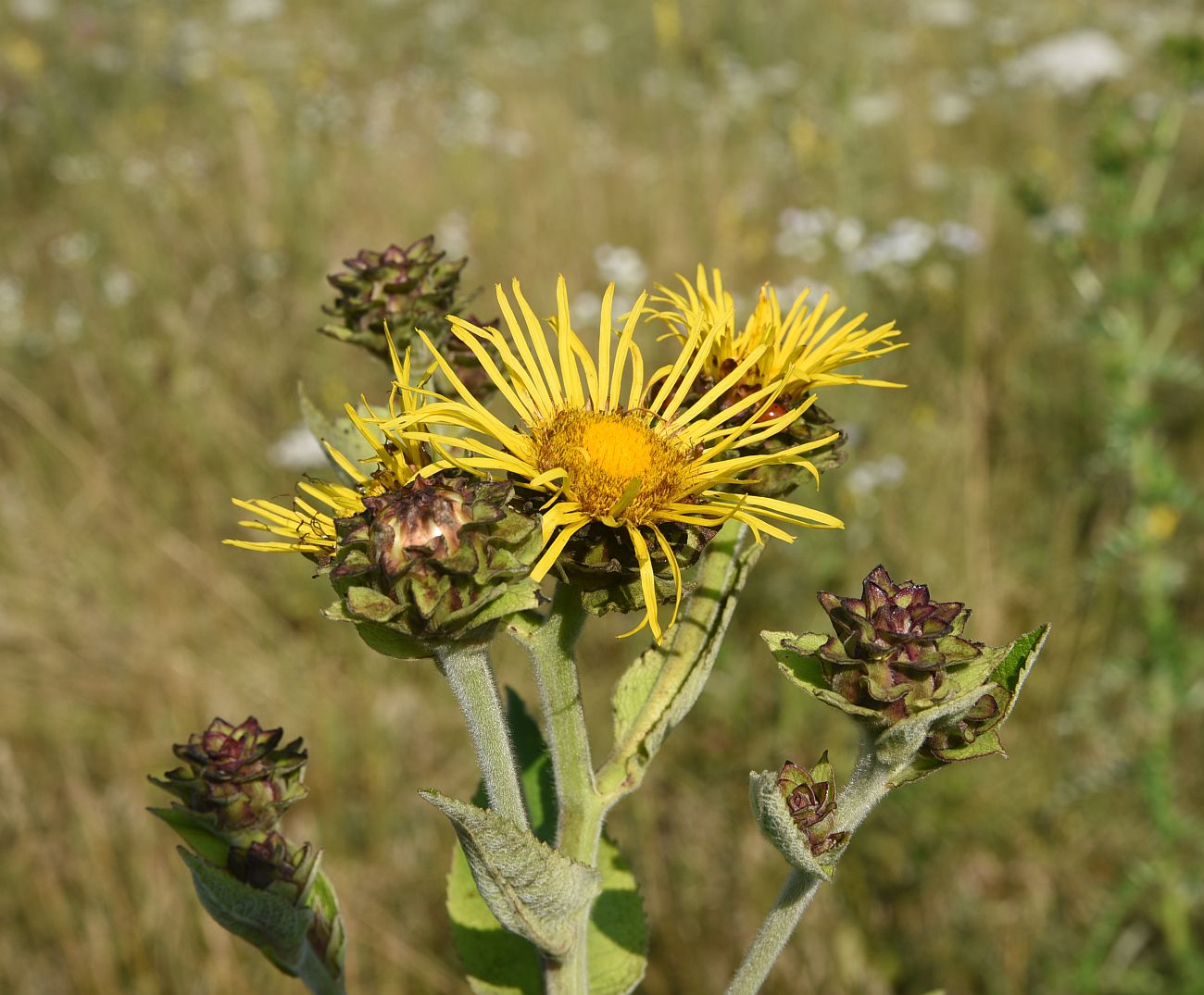 Image of Inula helenium specimen.