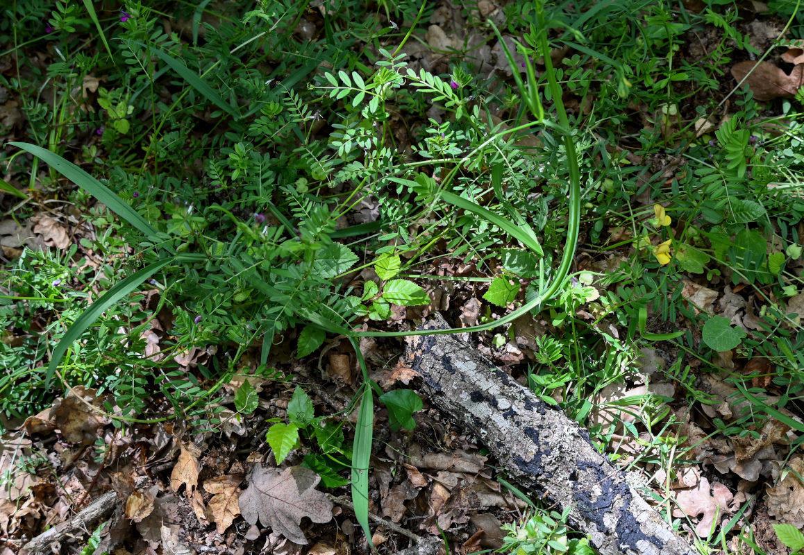 Image of Lathyrus annuus specimen.