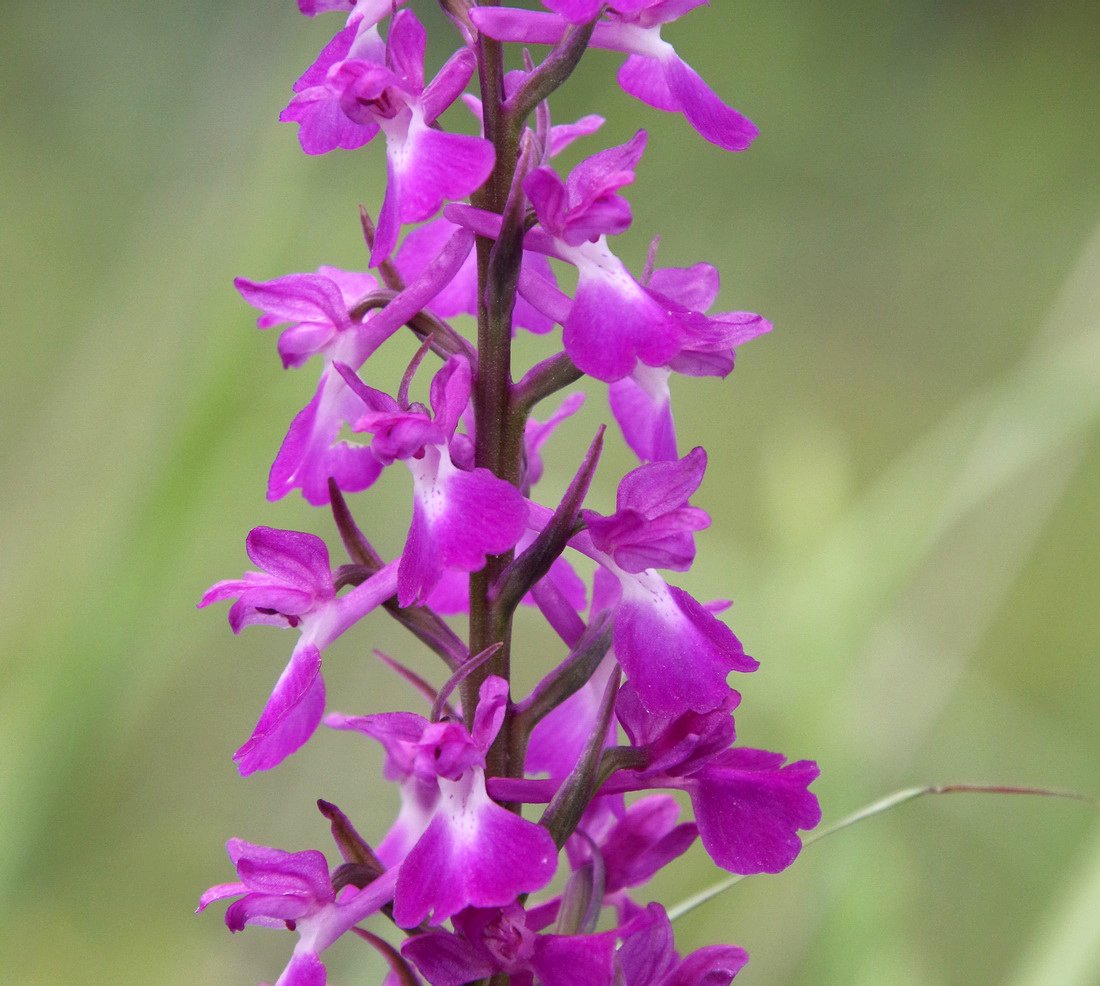 Изображение особи Anacamptis laxiflora ssp. elegans.