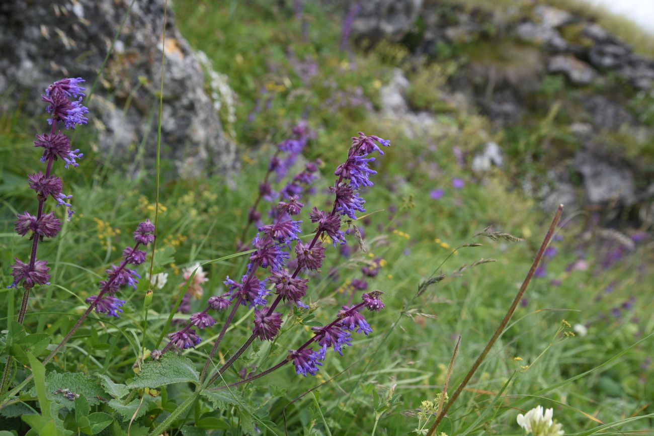 Image of Salvia verticillata specimen.