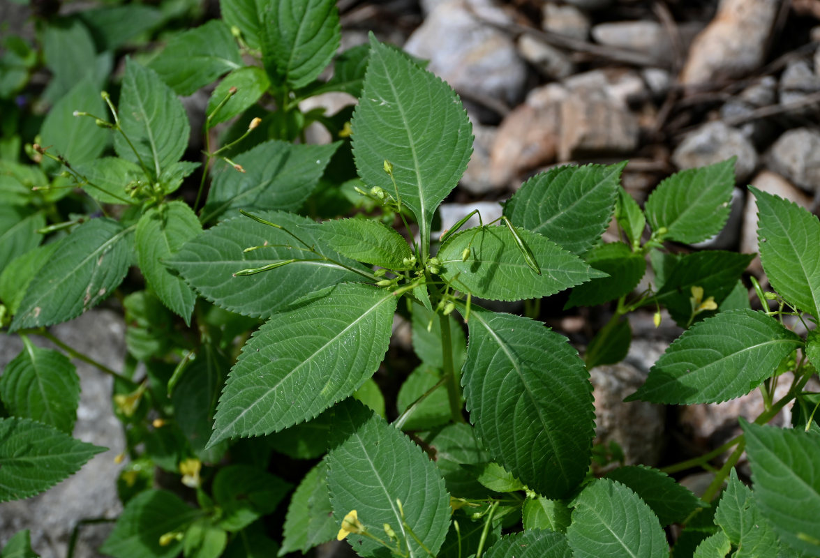 Изображение особи Impatiens parviflora.