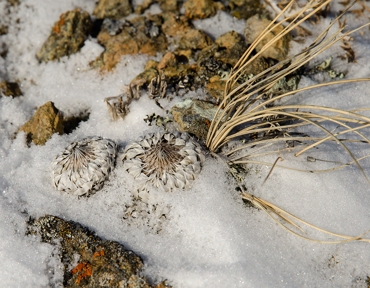 Изображение особи Orostachys spinosa.