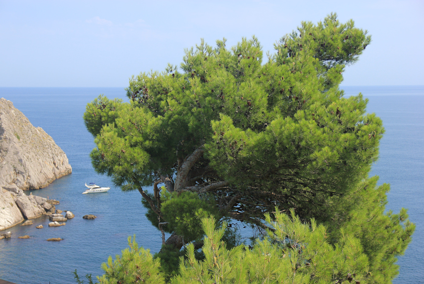 Изображение особи Pinus halepensis.