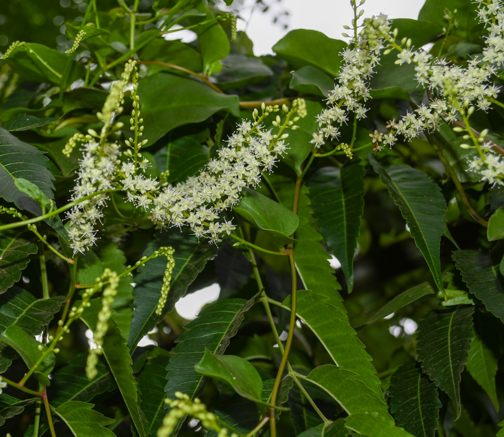 Image of Anredera cordifolia specimen.