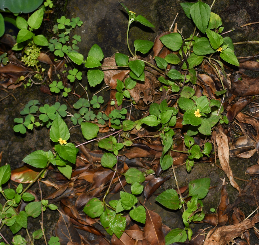Изображение особи Calyptocarpus vialis.