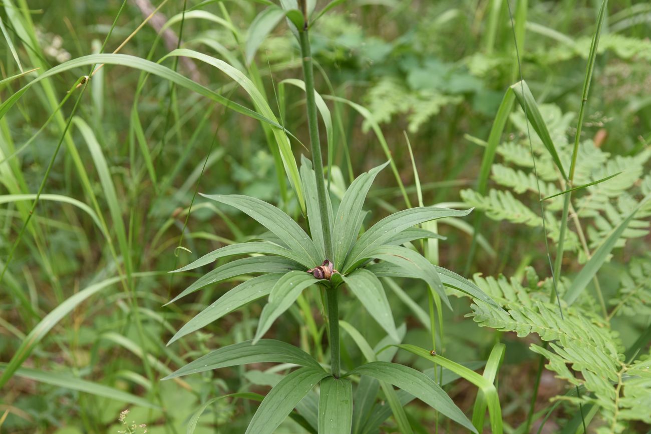 Image of Lilium pilosiusculum specimen.