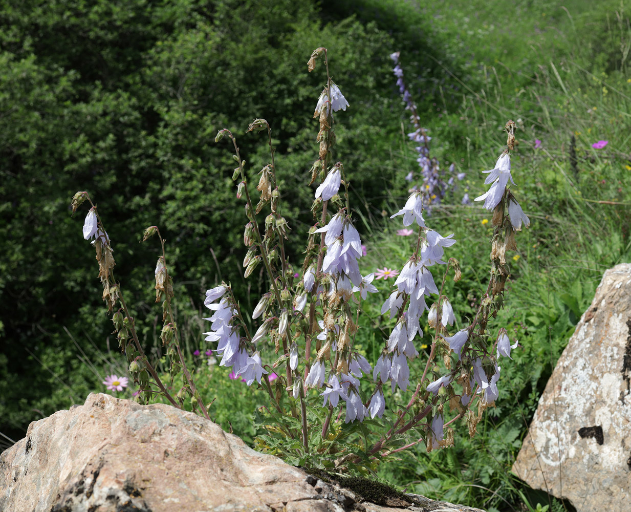 Image of Campanula sarmatica specimen.