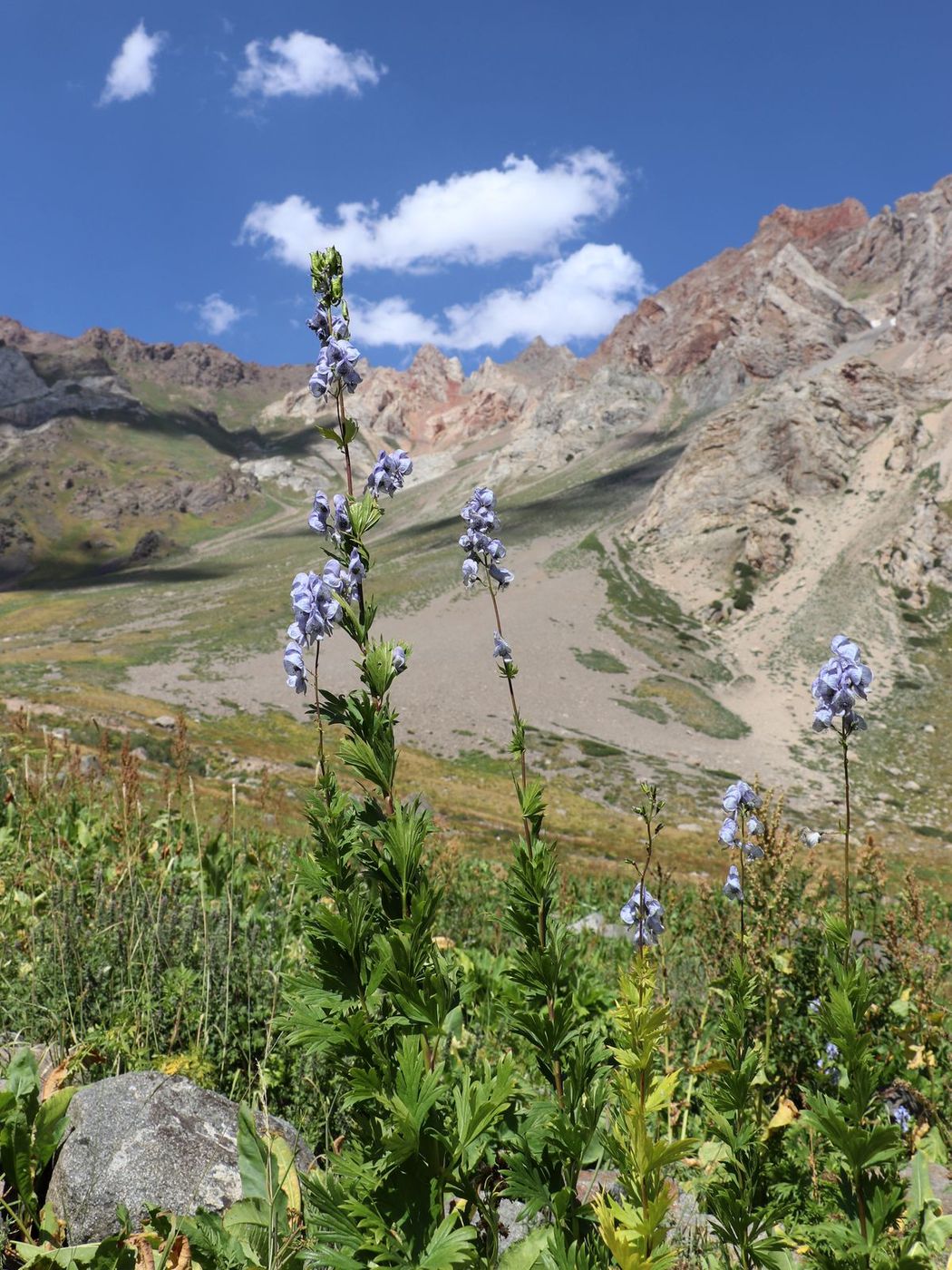 Изображение особи Aconitum talassicum.