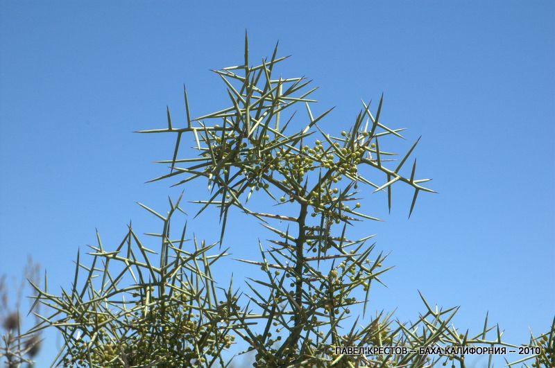 Image of Koeberlinia spinosa specimen.