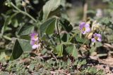 Oxalis latifolia