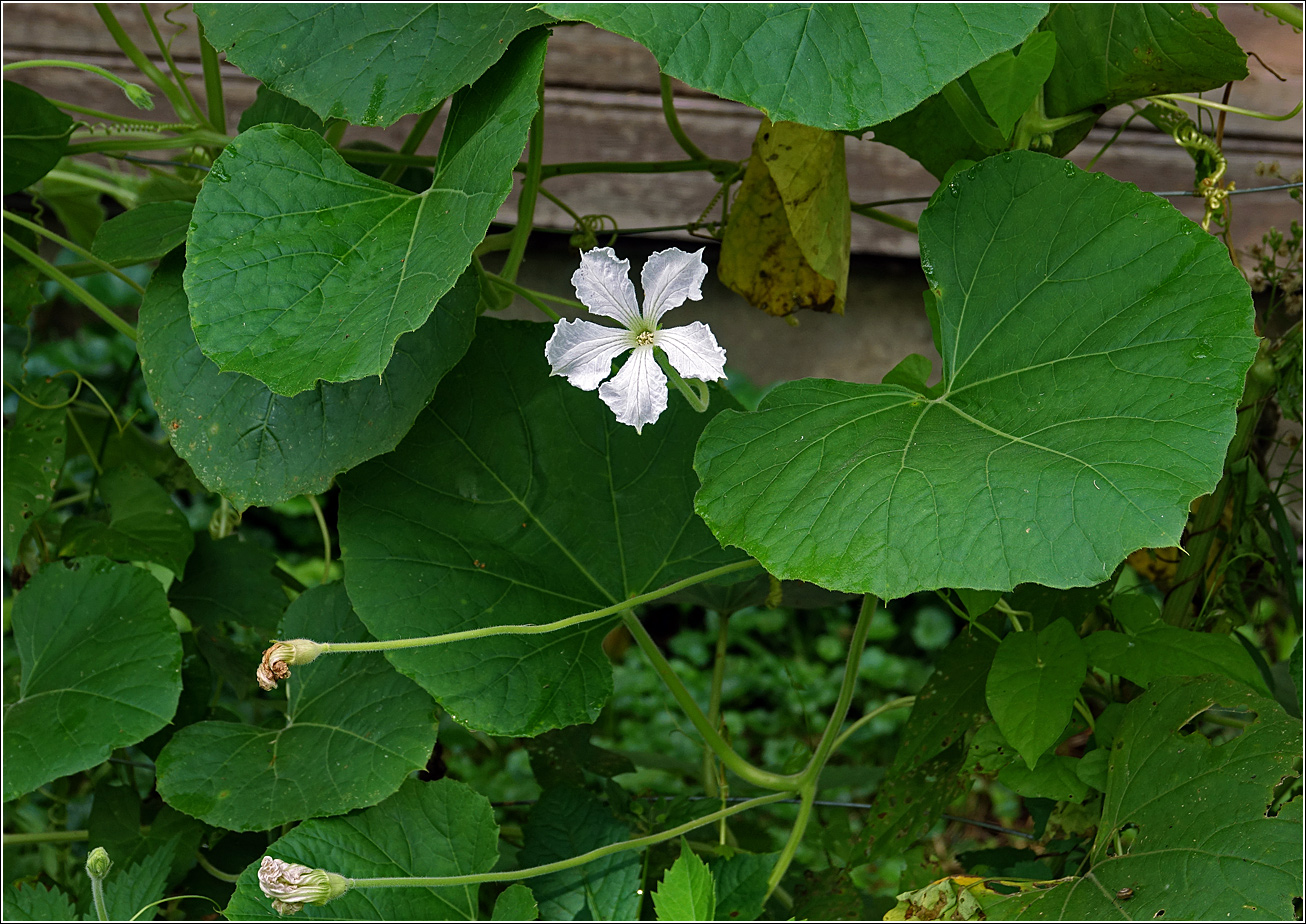 Image of Lagenaria siceraria specimen.