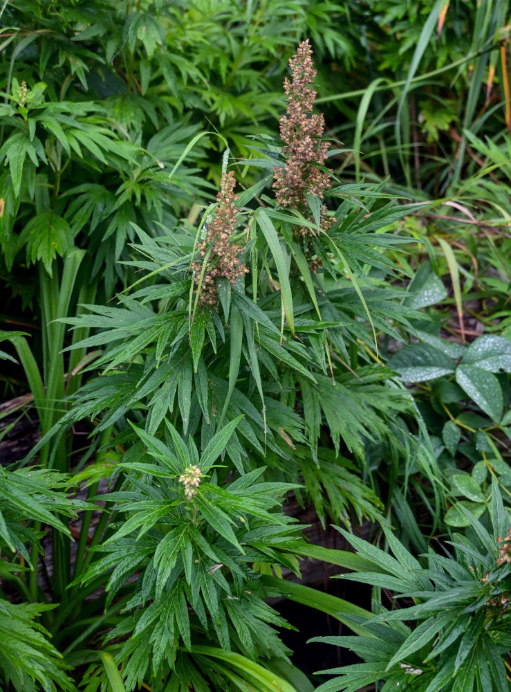 Image of Artemisia opulenta specimen.