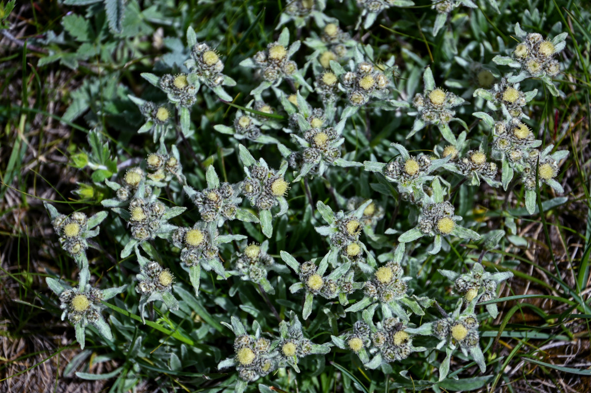 Image of genus Leontopodium specimen.