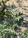 Artemisia absinthium. Лист. Нижегородская обл., Володарский р-н; берег р. Ока, песчаная коса. 15.09.2023.