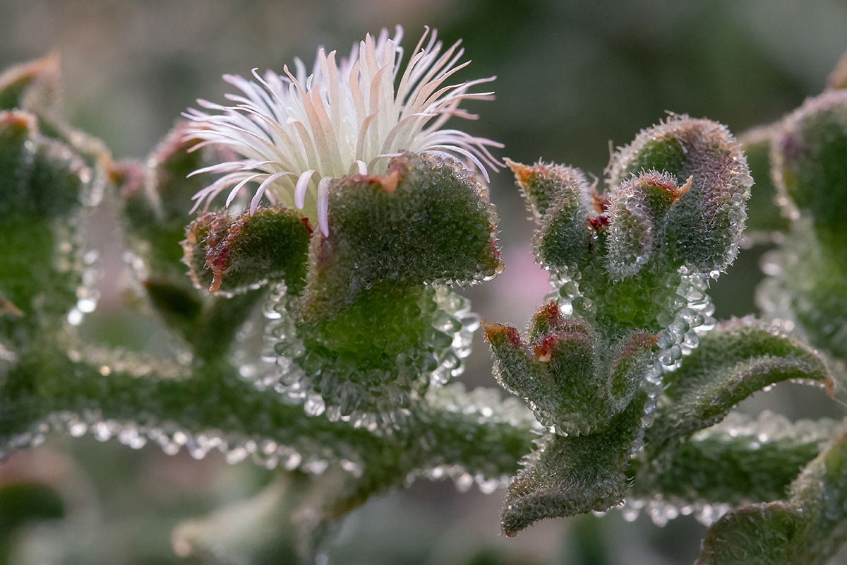 Image of Mesembryanthemum crystallinum specimen.