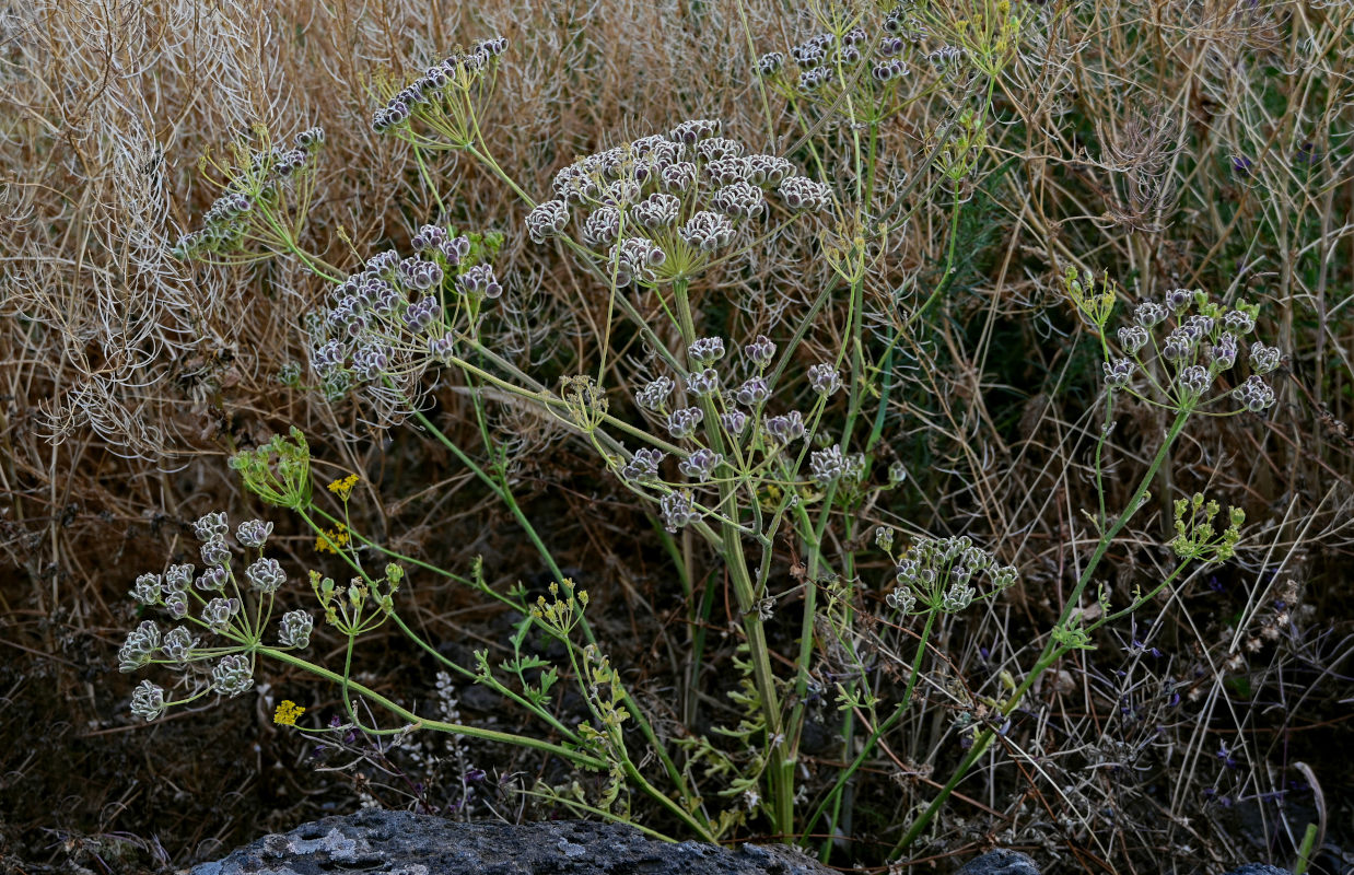 Изображение особи Pastinaca pimpinellifolia.