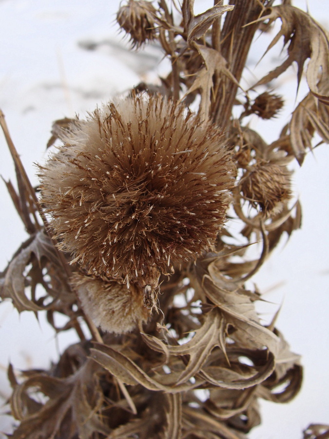 Image of Cirsium pendulum specimen.