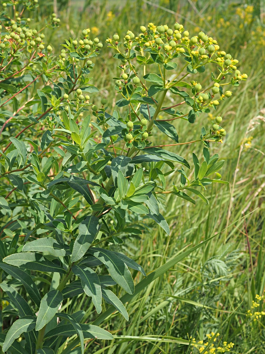 Image of Euphorbia semivillosa specimen.