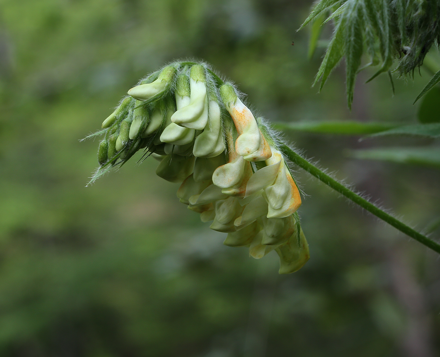 Image of Vicia crocea specimen.