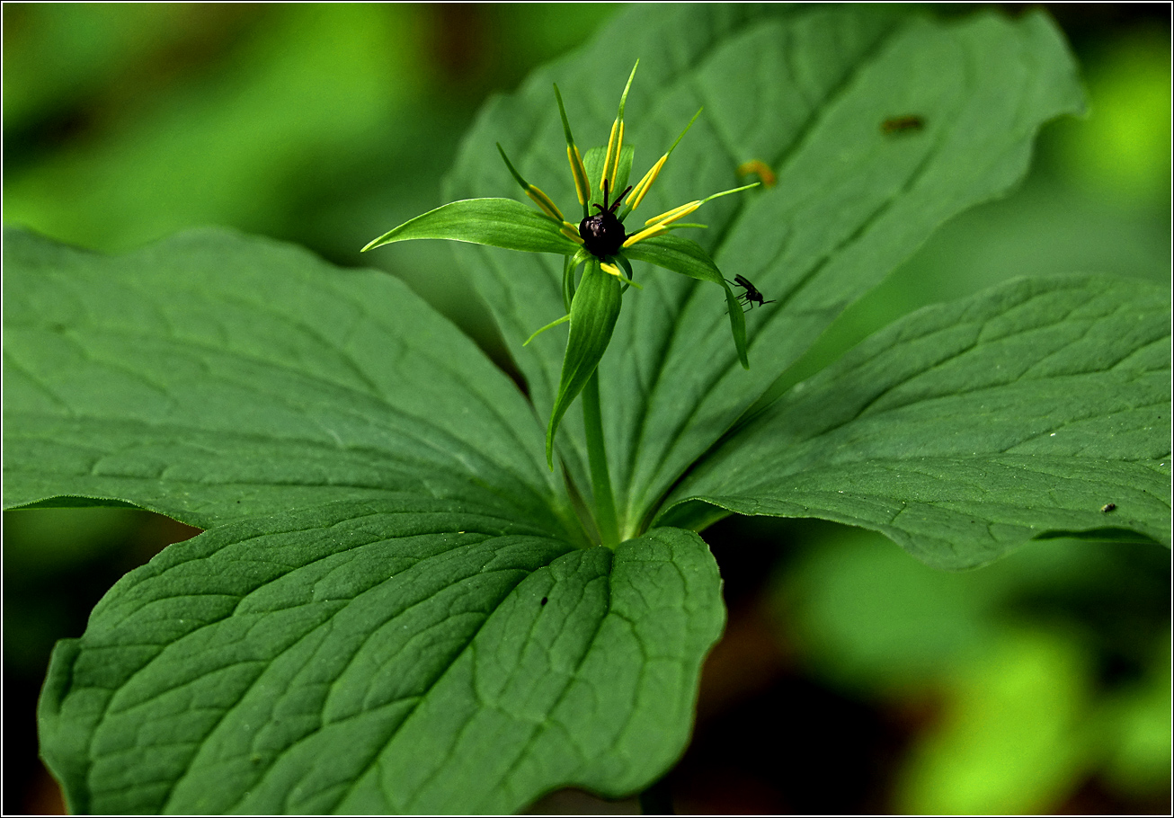 Изображение особи Paris quadrifolia.