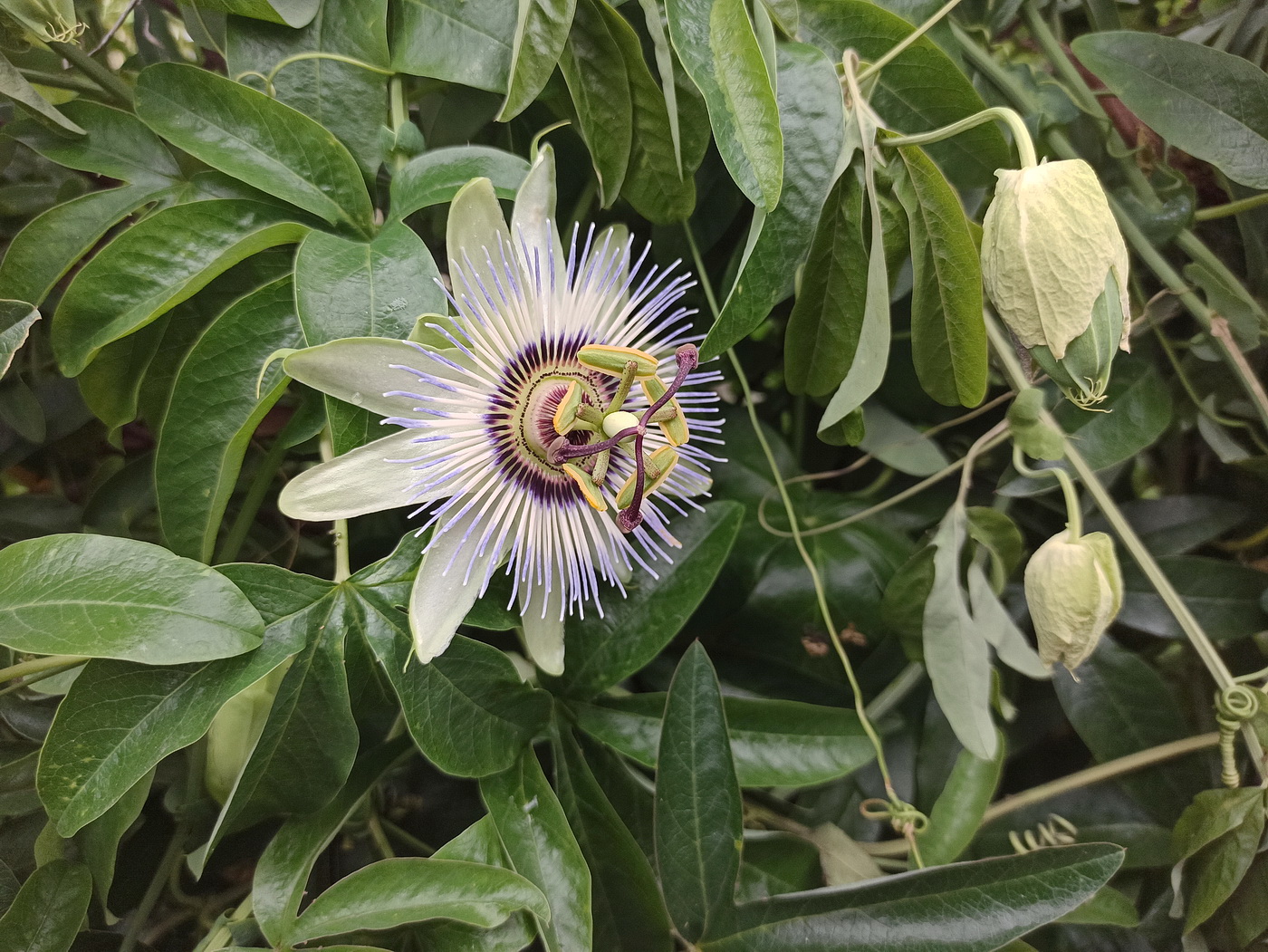 Image of Passiflora caerulea specimen.