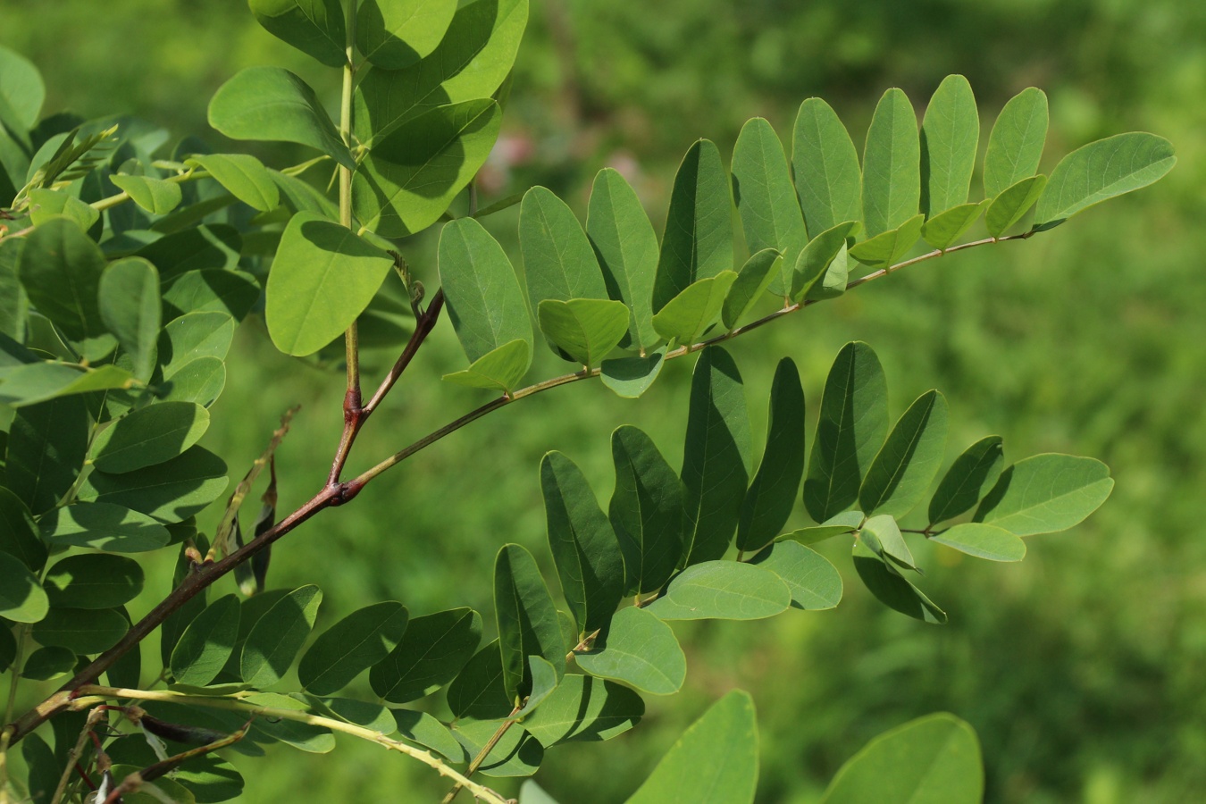 Image of genus Robinia specimen.